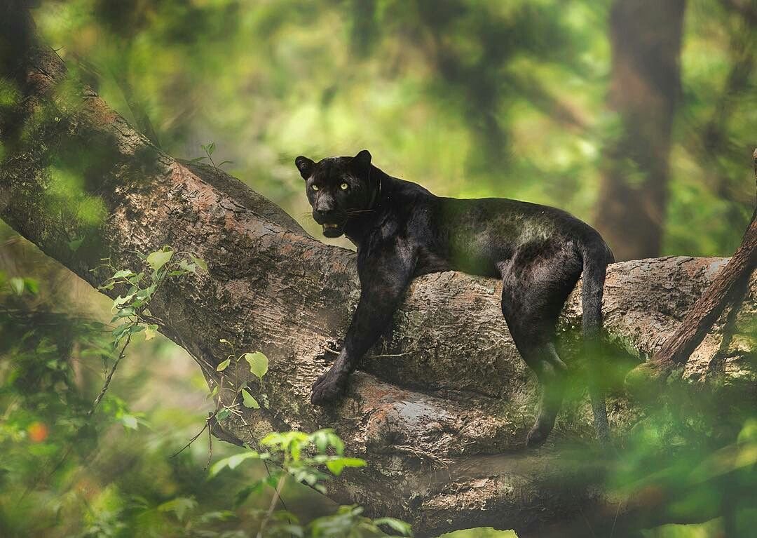 Пантера в прыжке