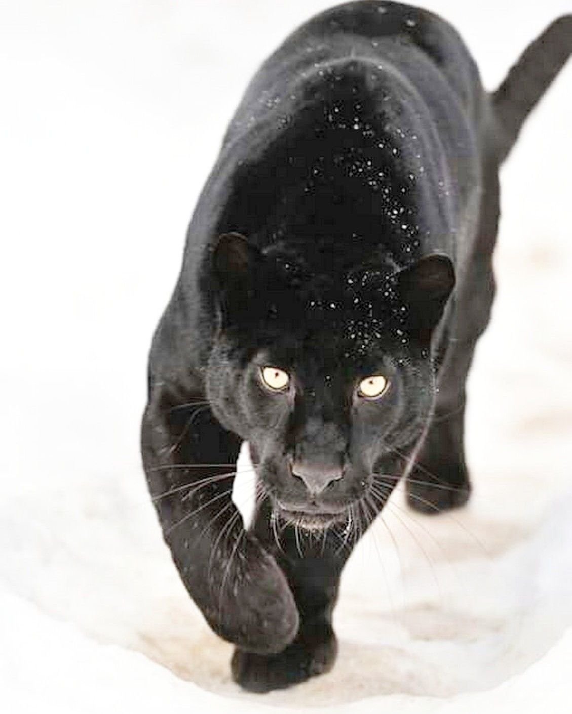 Пантера в прыжке