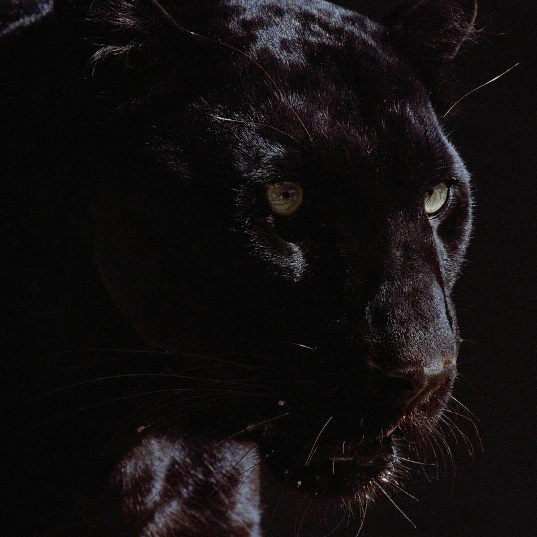 Пантера в прыжке картинки