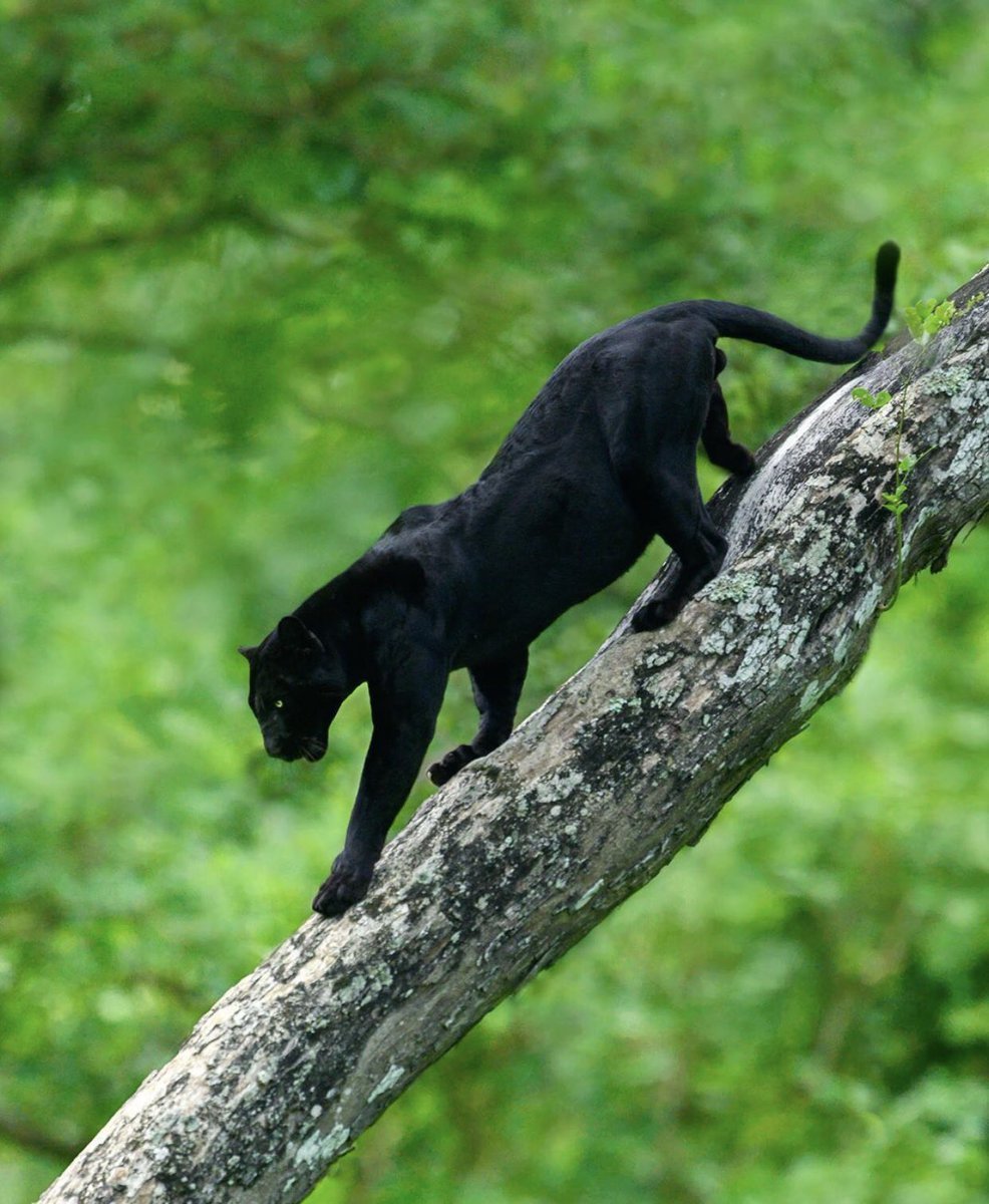 Пантера Багира