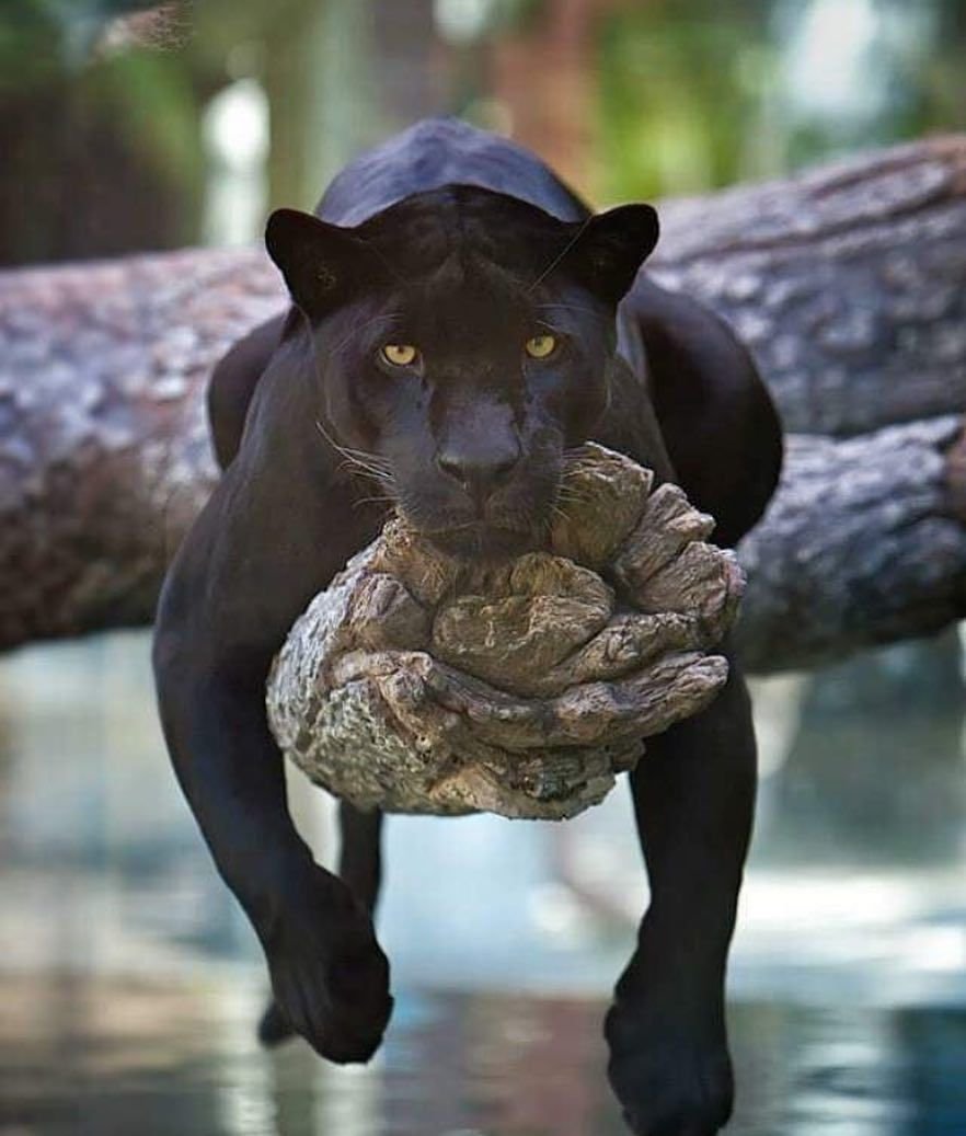 Гепард бежит