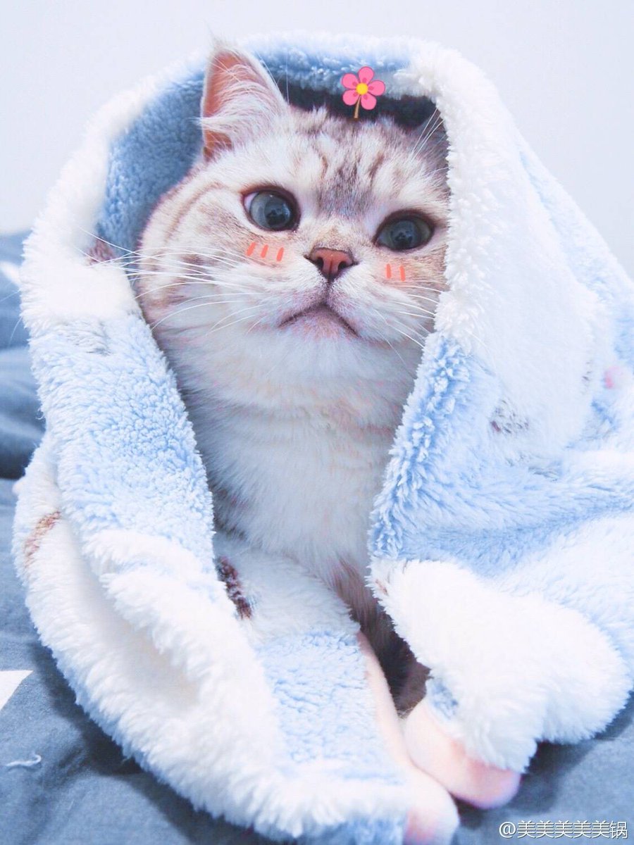 Милая ава с котиком