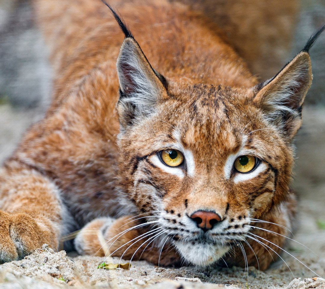 Путь домой Рысь злая