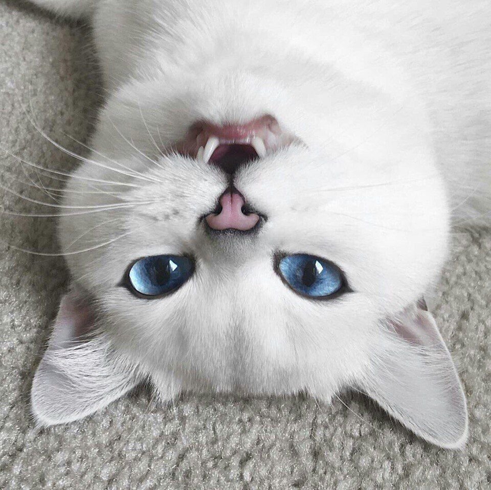 Котята аниме