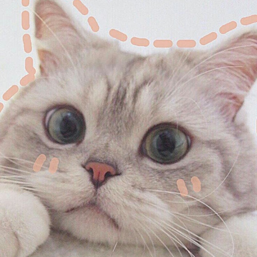 Картинки милых котят на аватарку