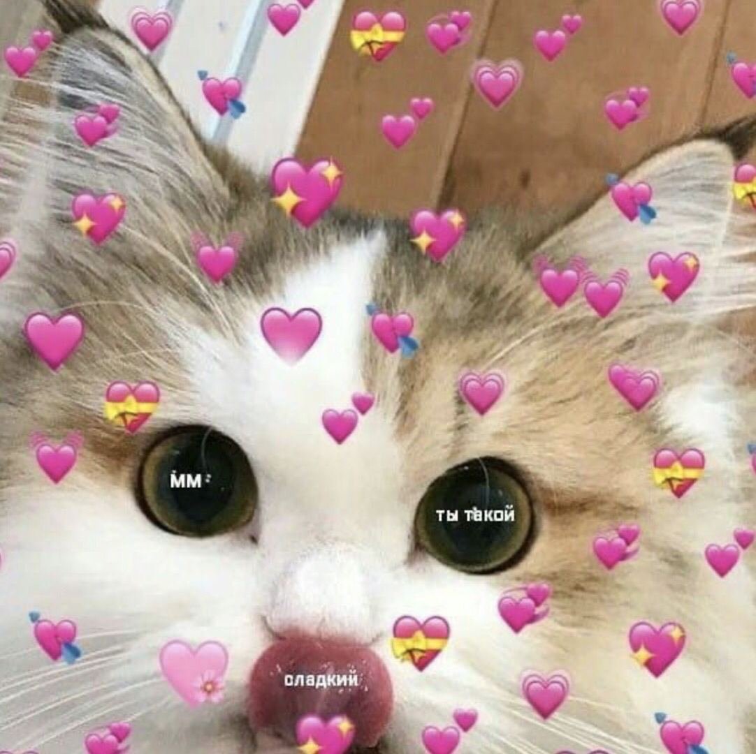 Кот с сердечками