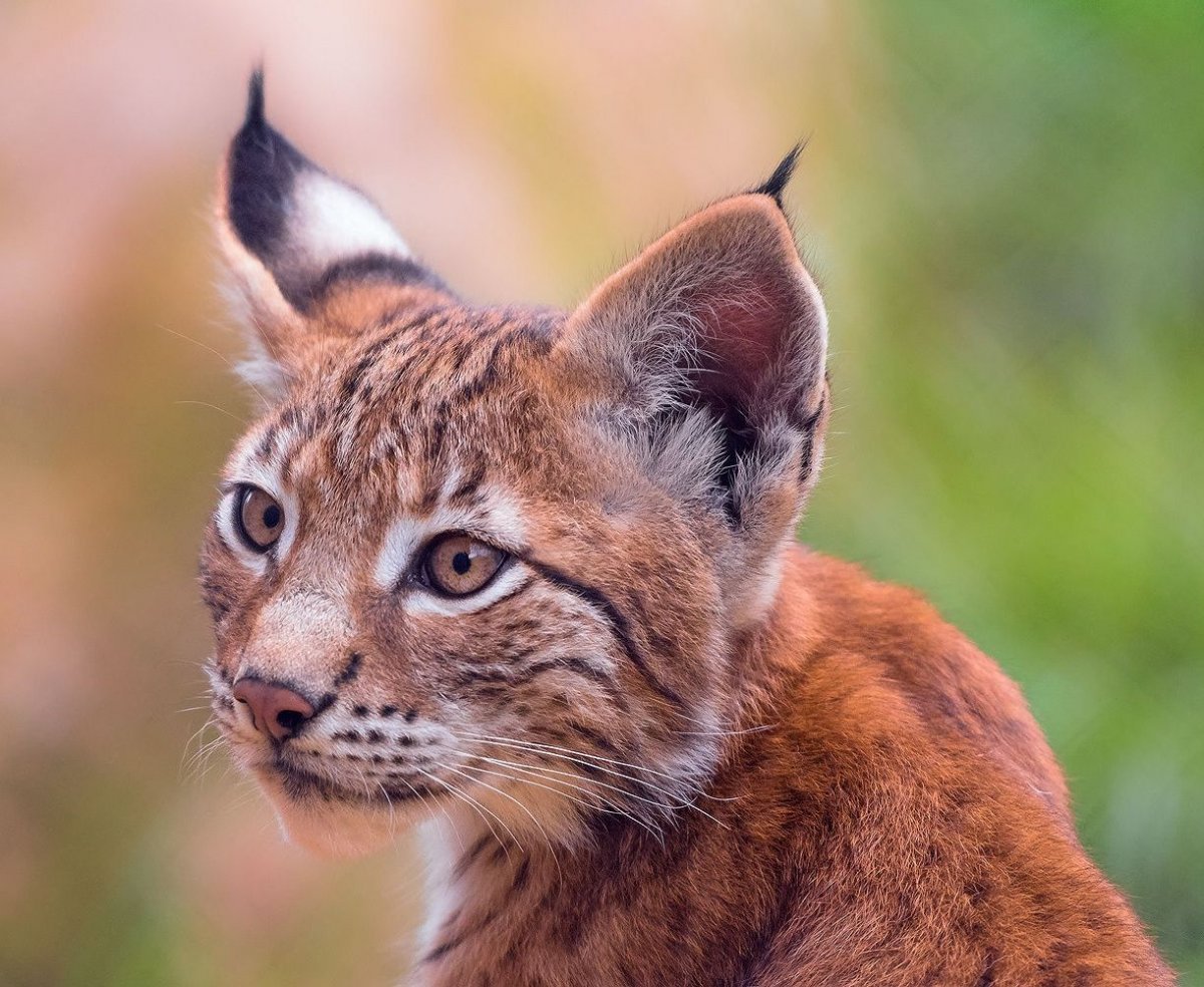 Западно Сибирская Рысь