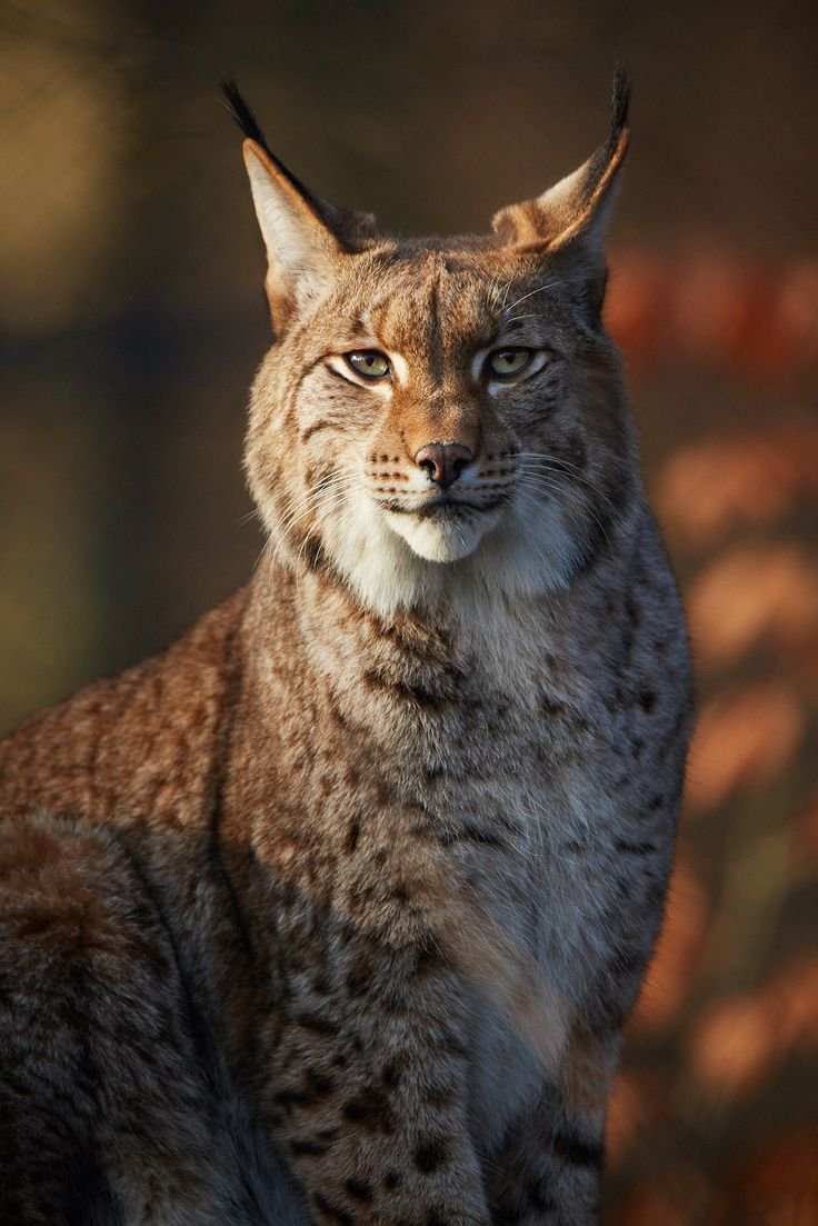 Североамериканская Рысь