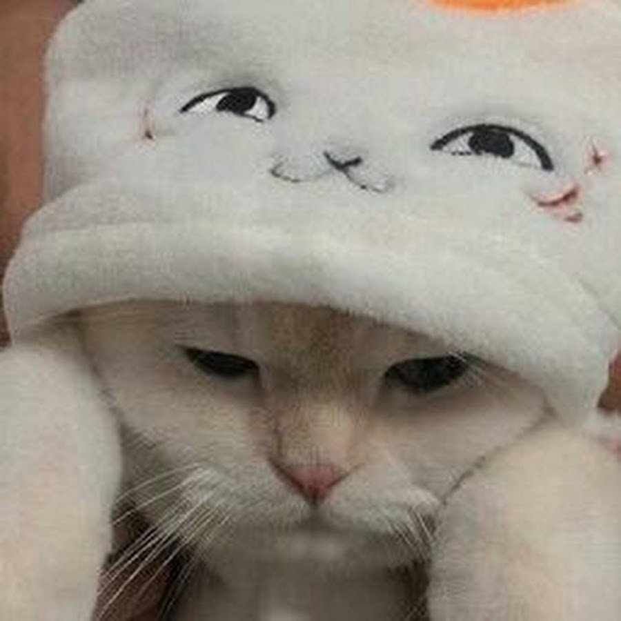 Котики мультяшные