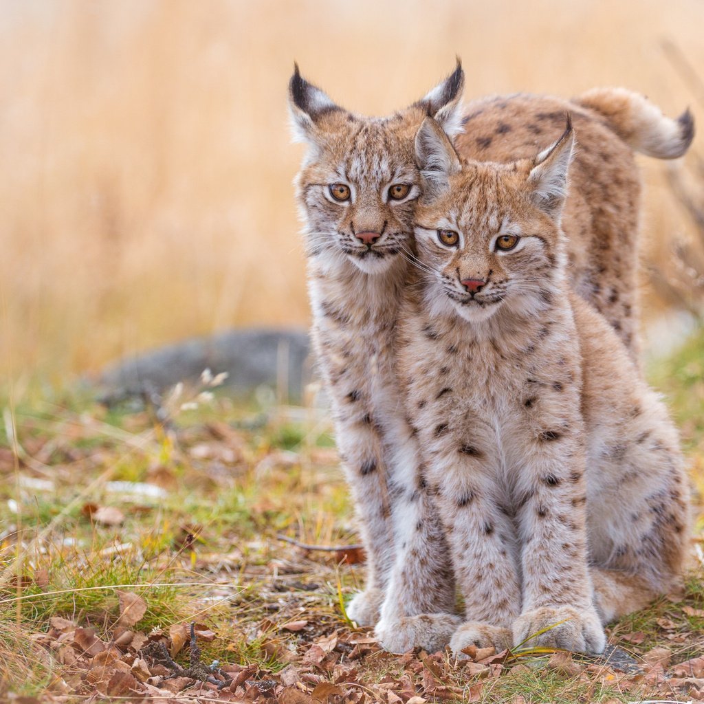 Рысь отьебис