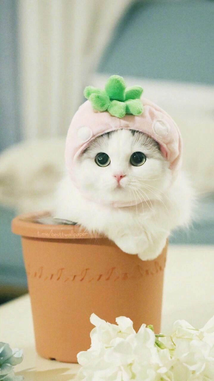 Рихард Донскис