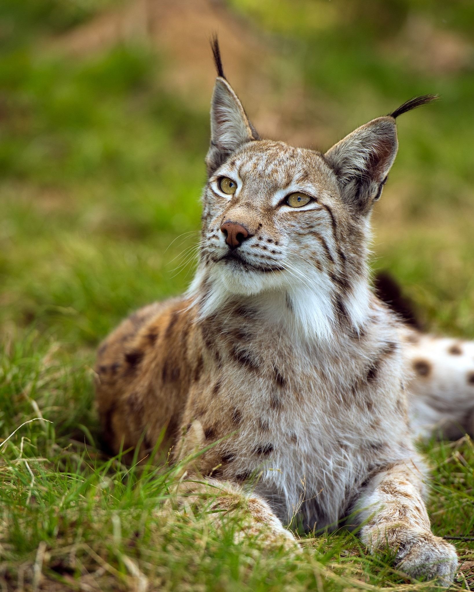 Pin on lynx