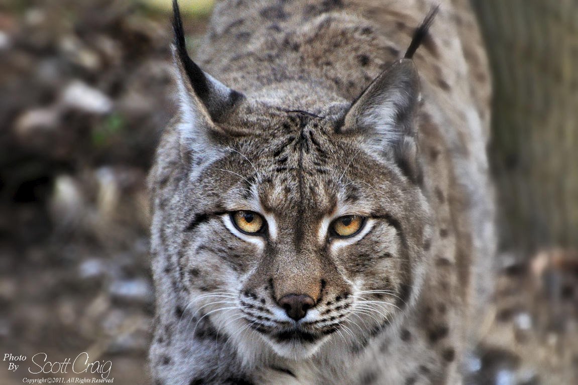 Рысь обыкновенная с рысятами