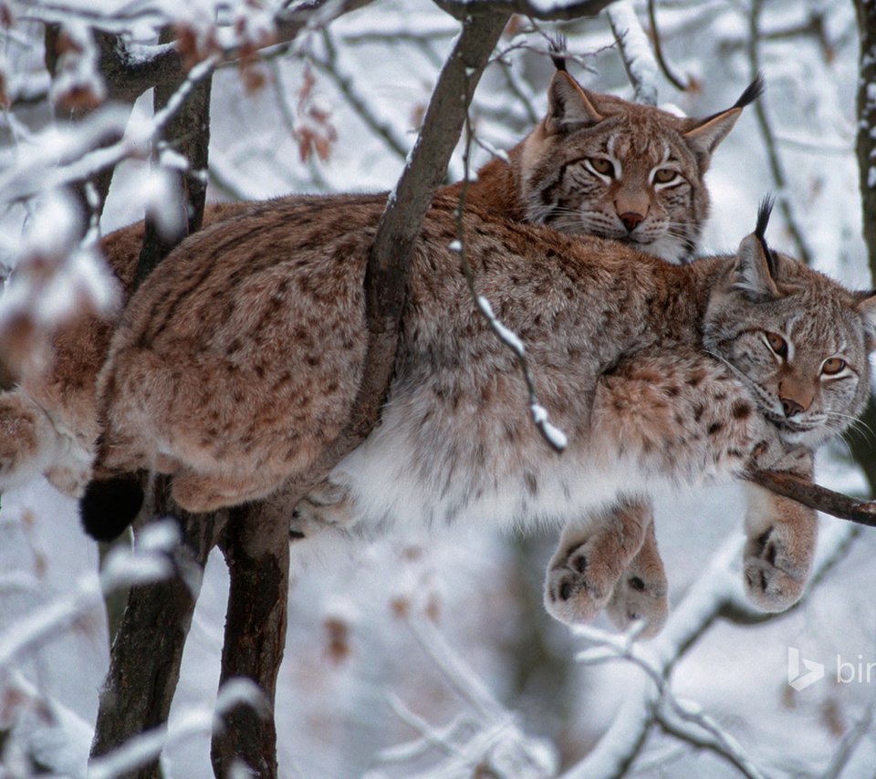 Зимний пейзаж с животными