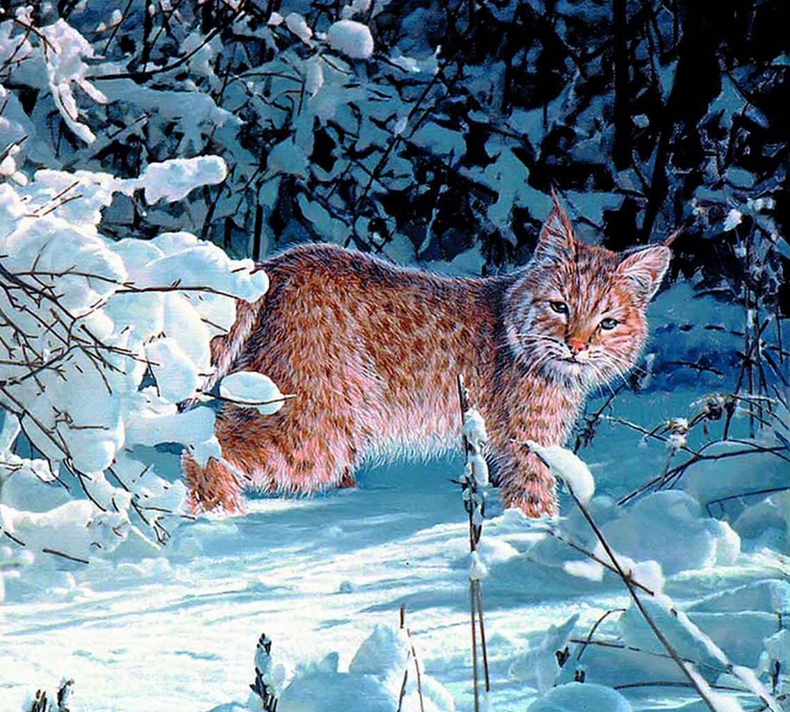 Рысь Таганай