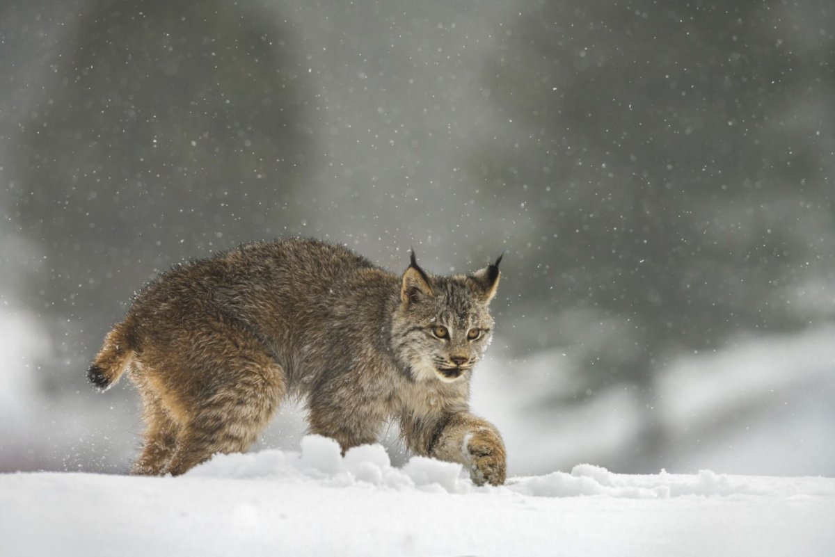 Обыкновенная Рысь хвост