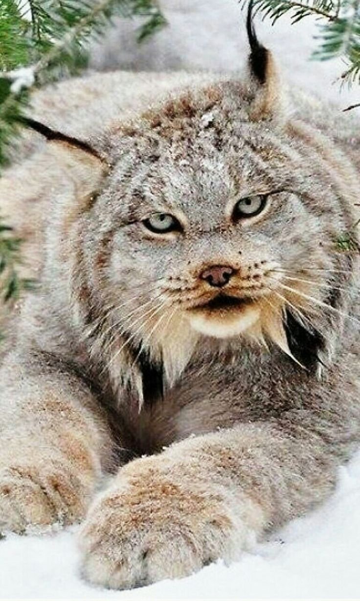 Сочинский национальный парк Рысь