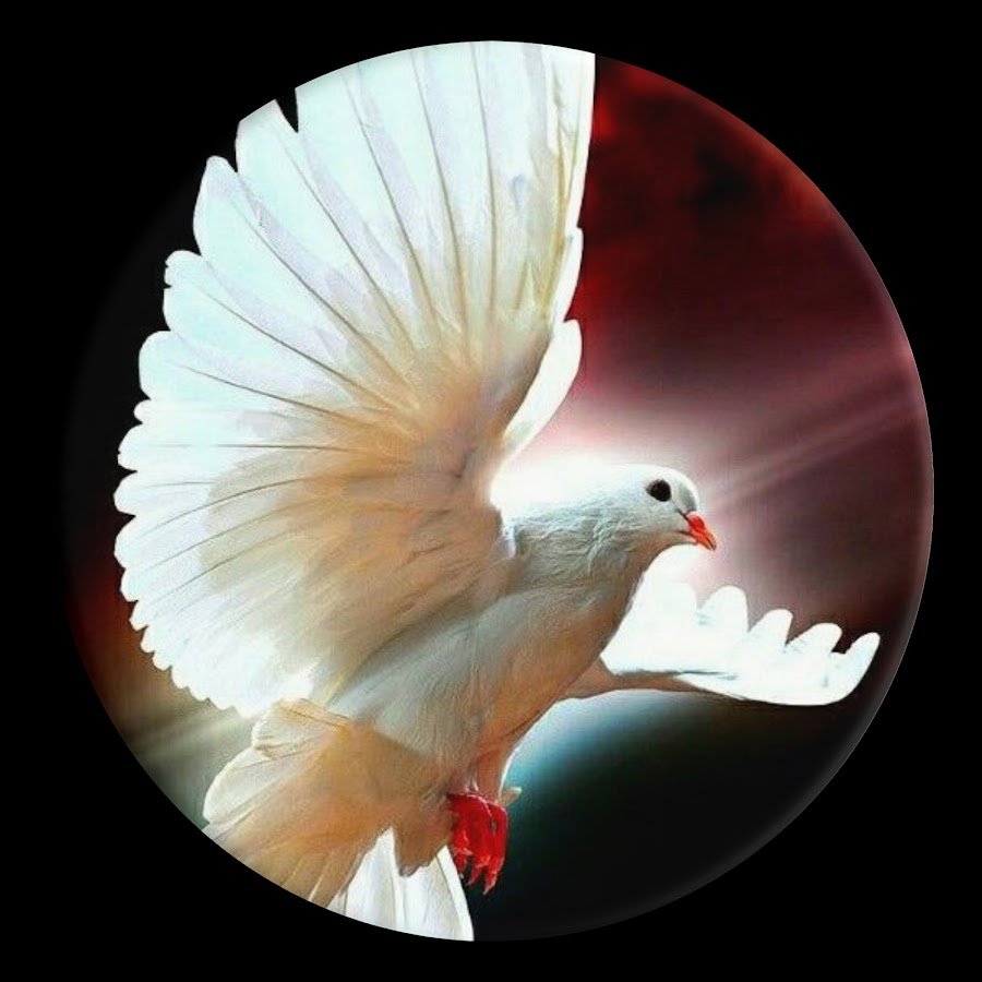 Голубь с оливковой ветвью в руках