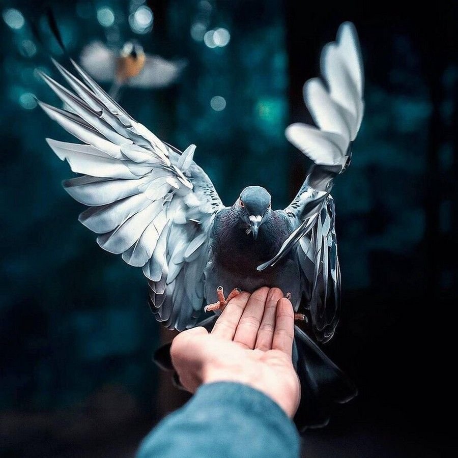 Сердце голубя