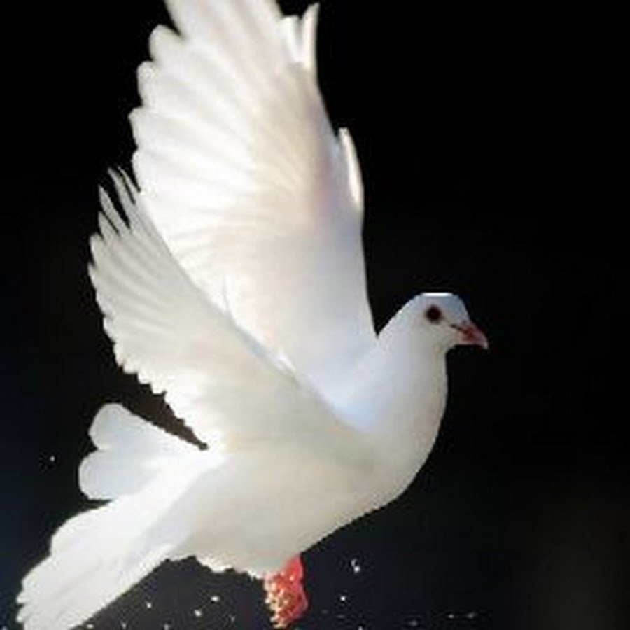 Белый голубь