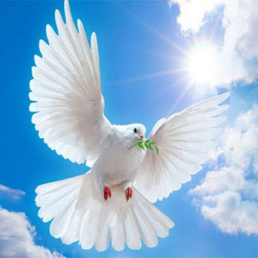 Белый голубь мира