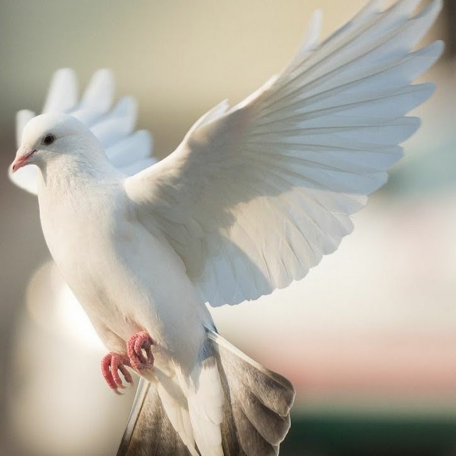 Голубь с веткой