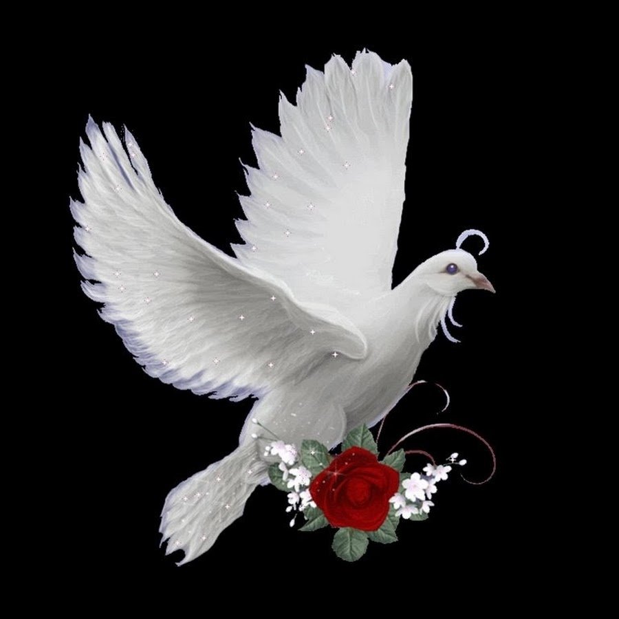 Голубь с оливковой ветвью