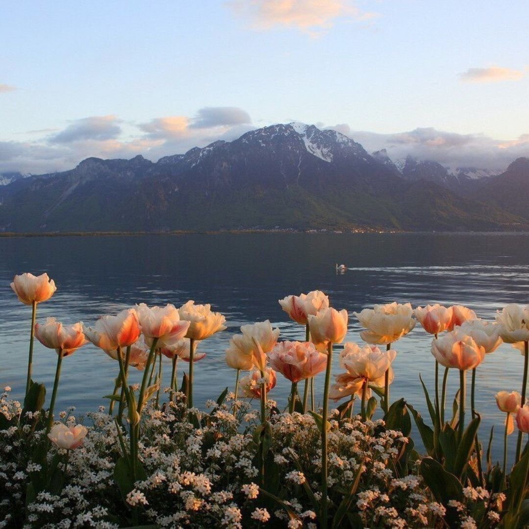 Национальный парк Маунт-Рейнир