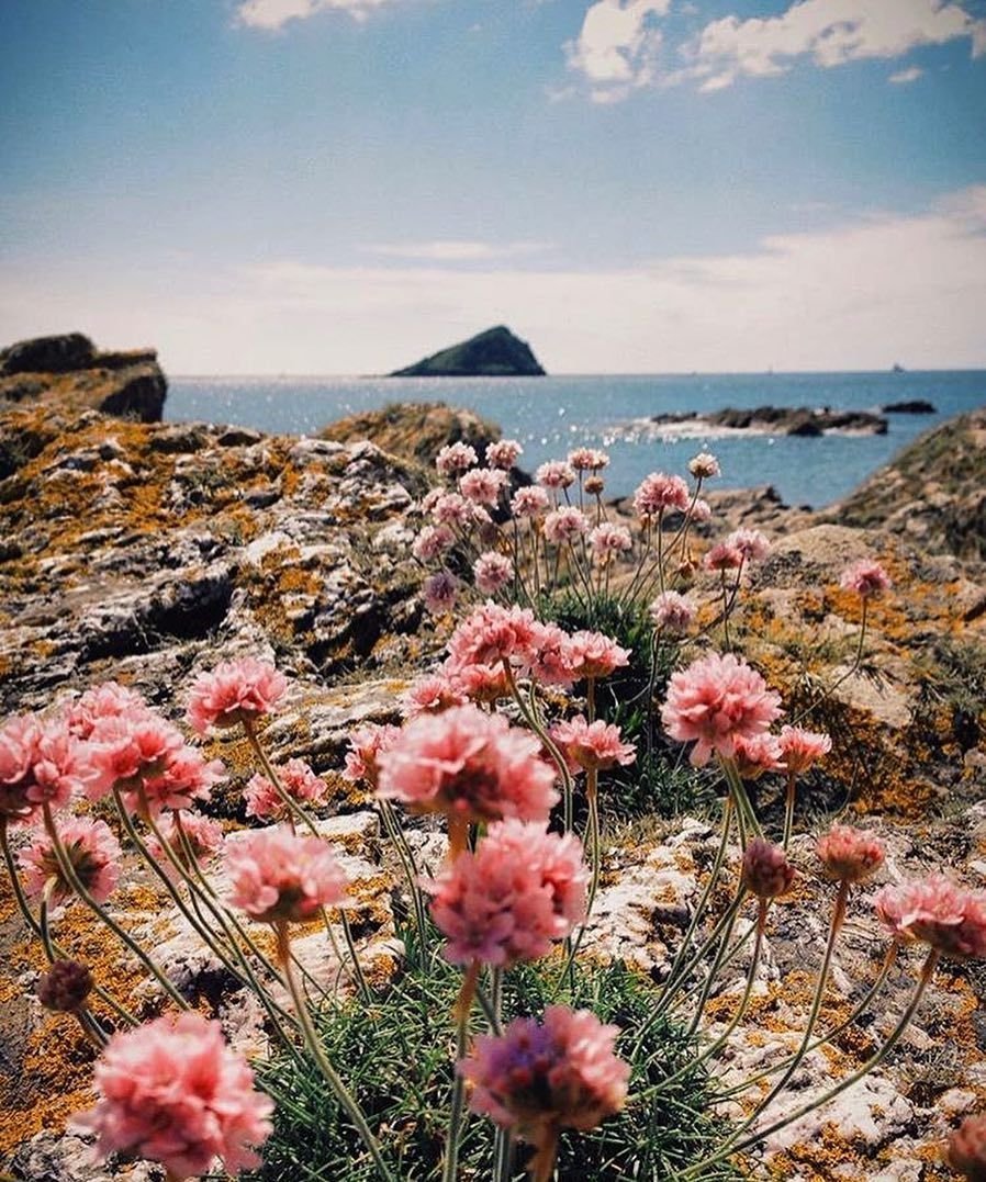 Пейзажи с цветами