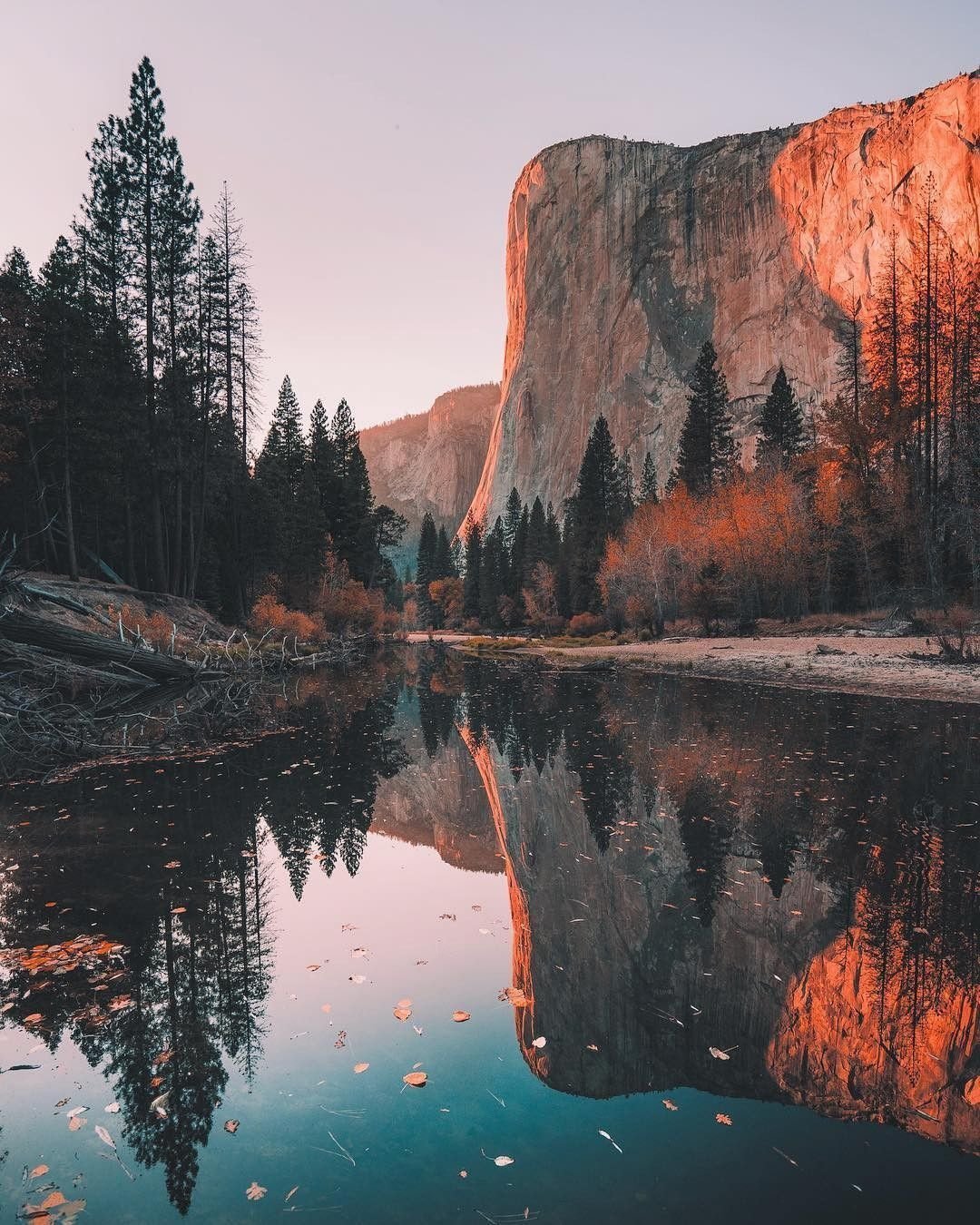 Лес для двойной экспозиции