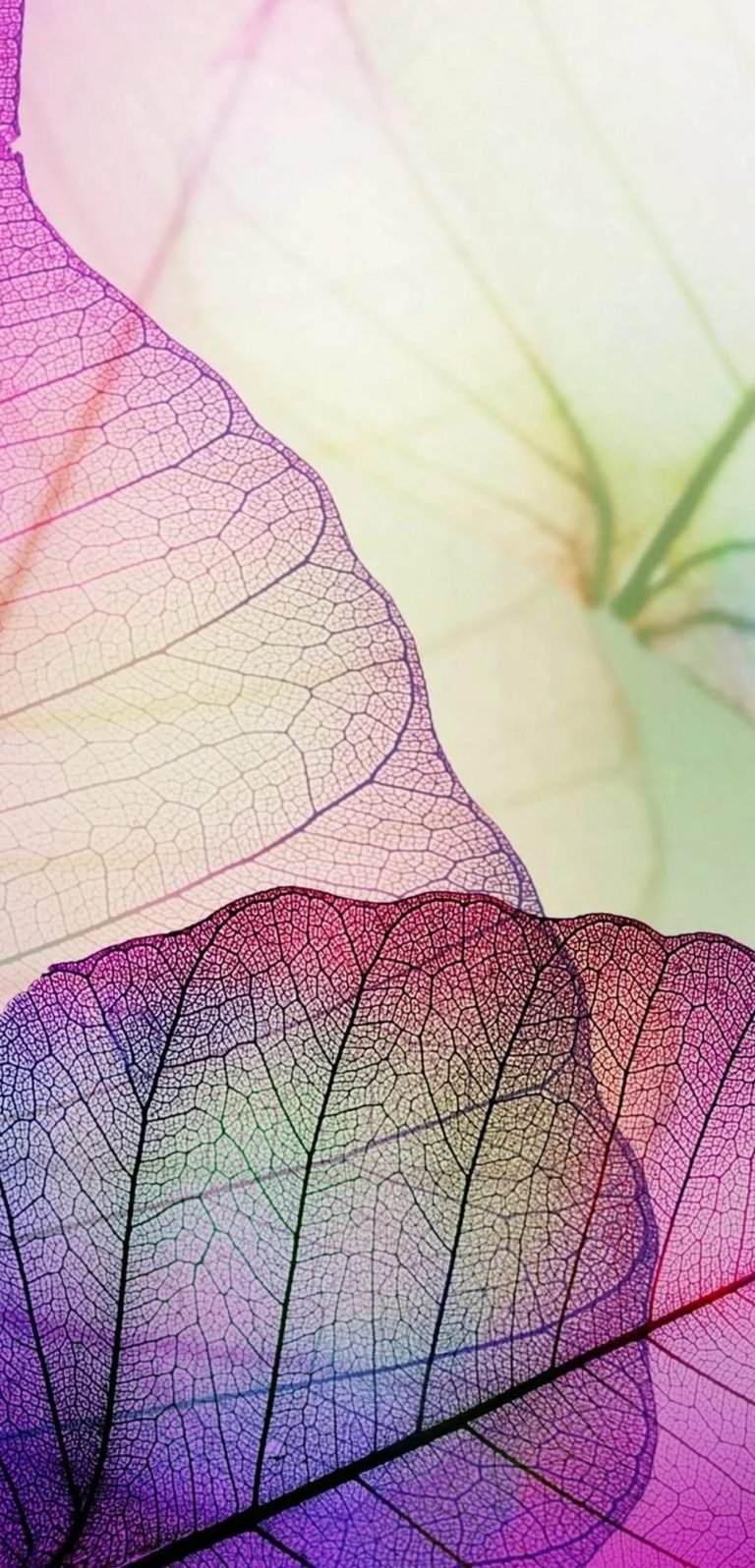 Разноцветные листья