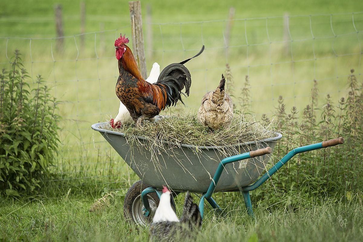 Гифки с добрым утром прикольные