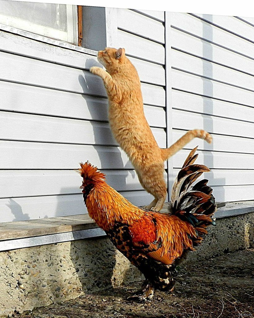 Доброго летнего утра с петухом