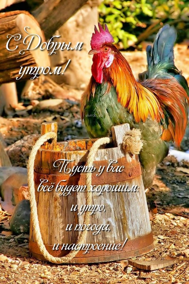 Петушок в деревне