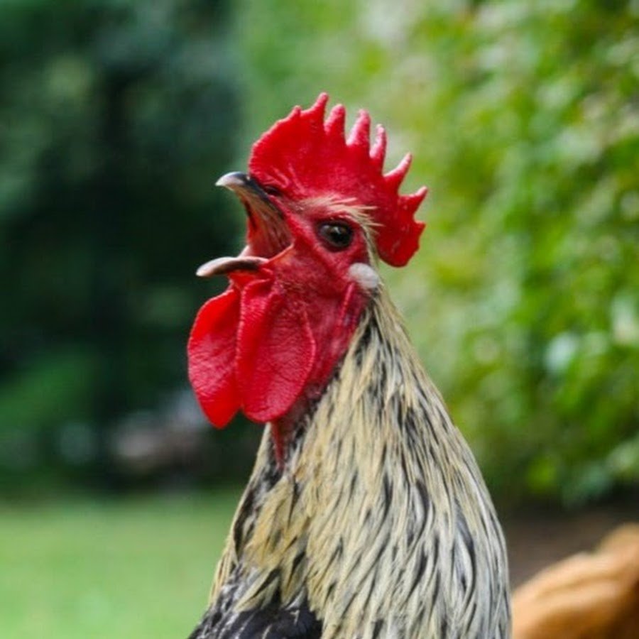 Курица кукарекает