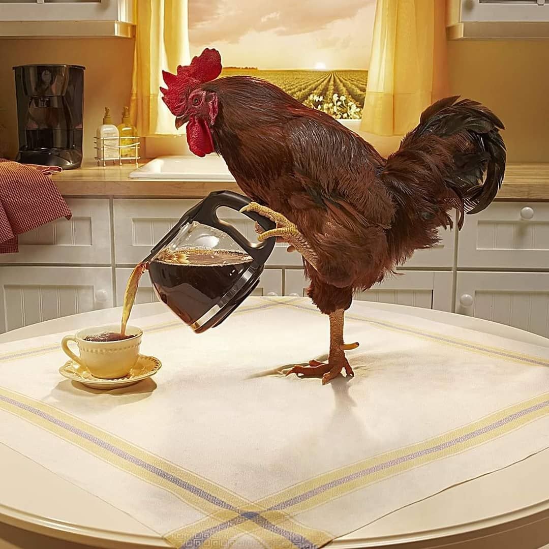 Кукареку доброе утро