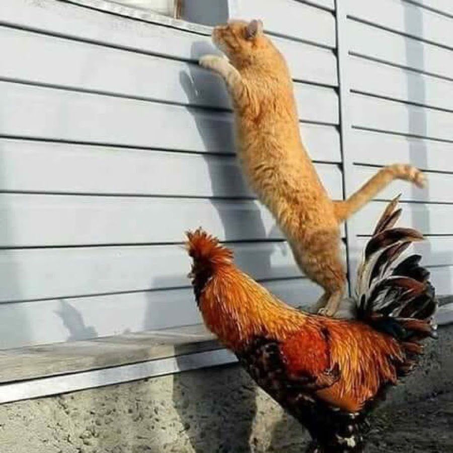 Клевого утра петух