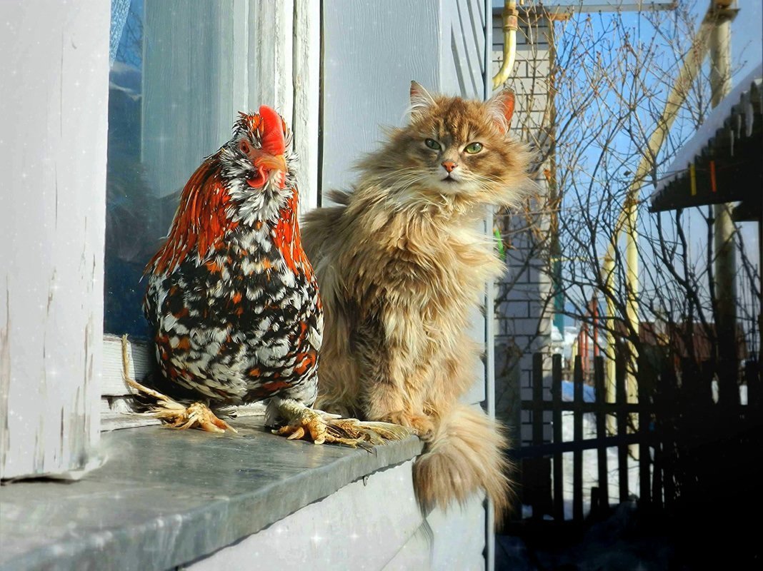 Доброе утро с петушками и курочками