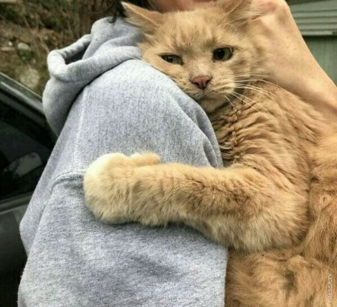 Кот обнимает