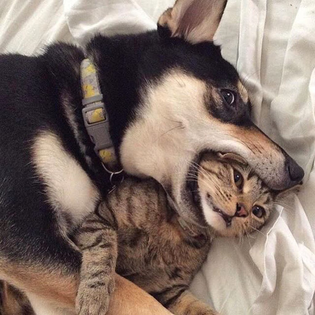 Обнимашки юмор