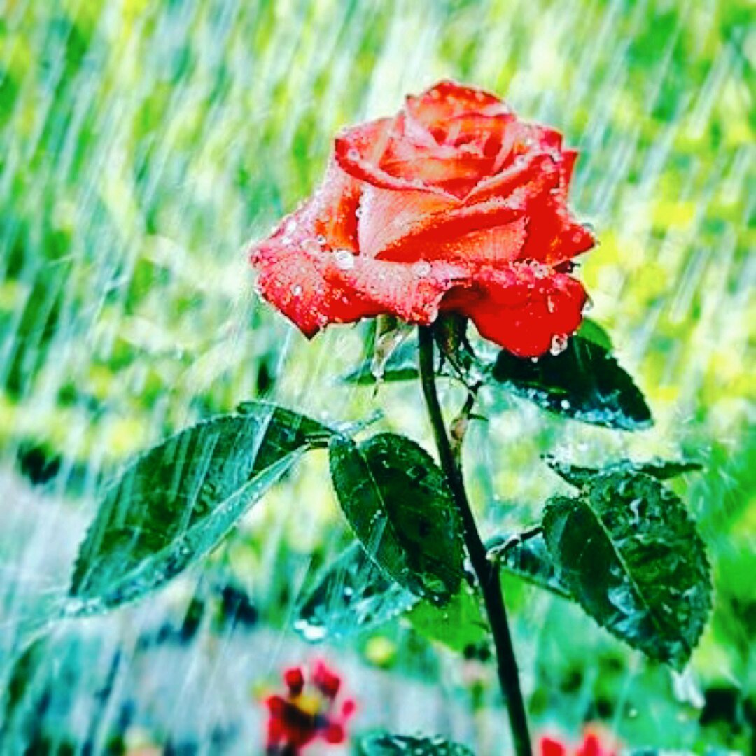 Цветок одиночества