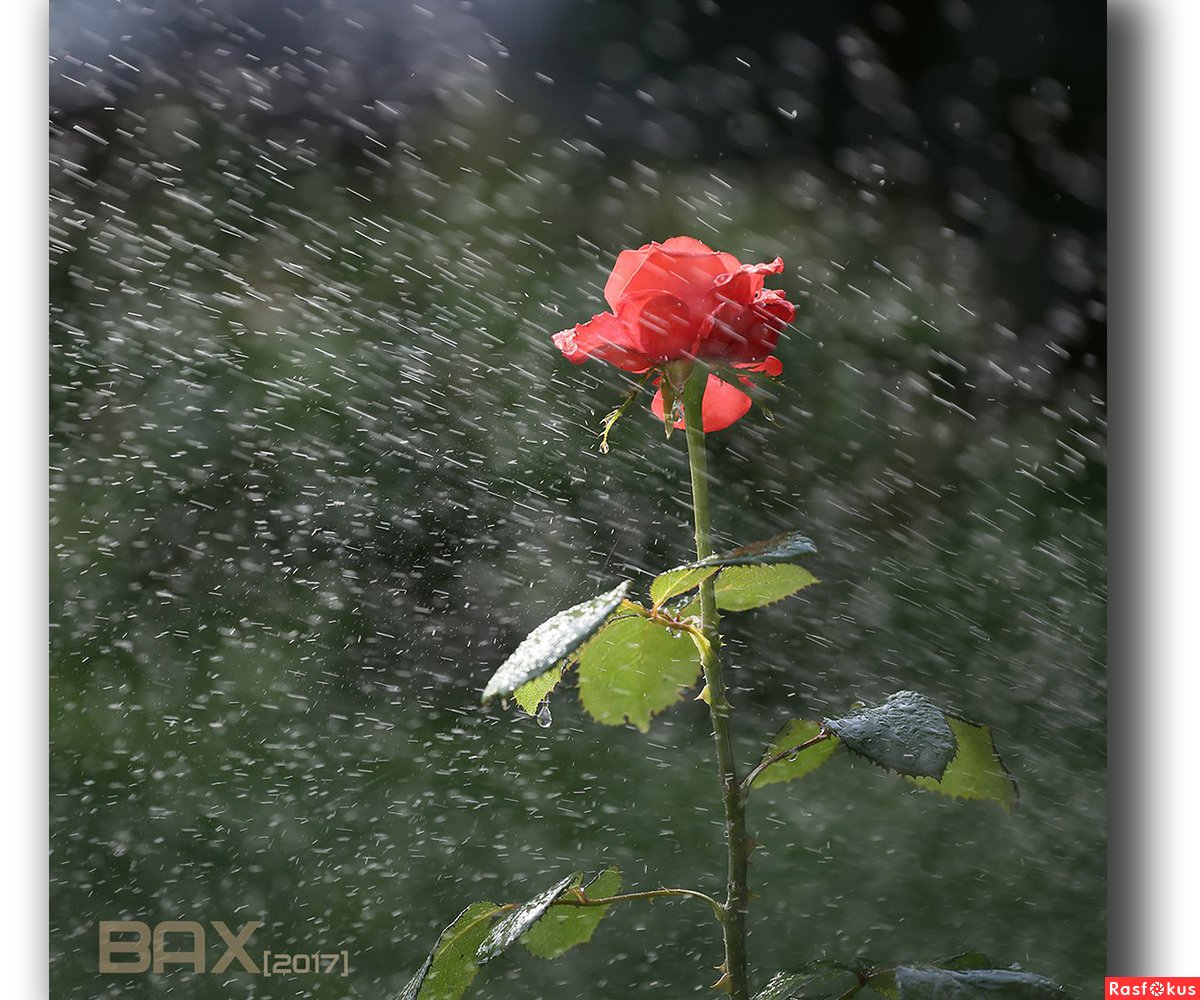 Осенние розы