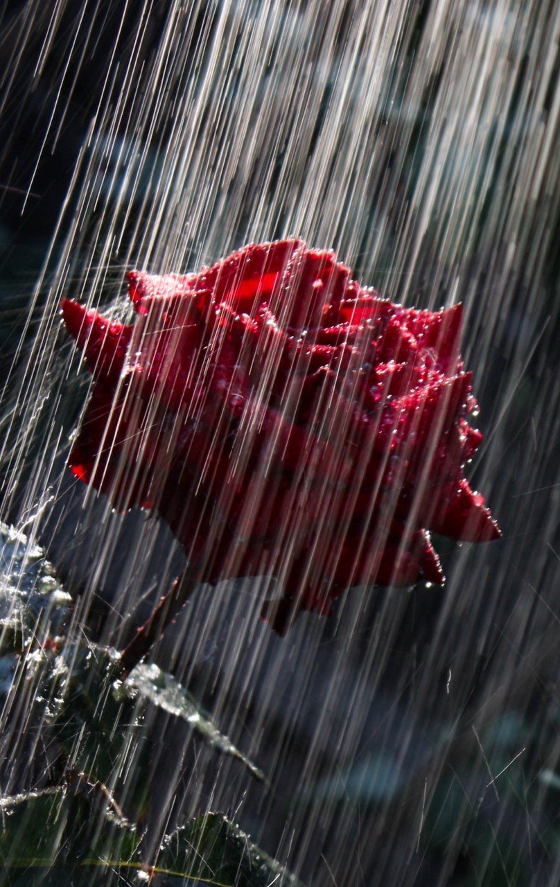 Роса на цветах