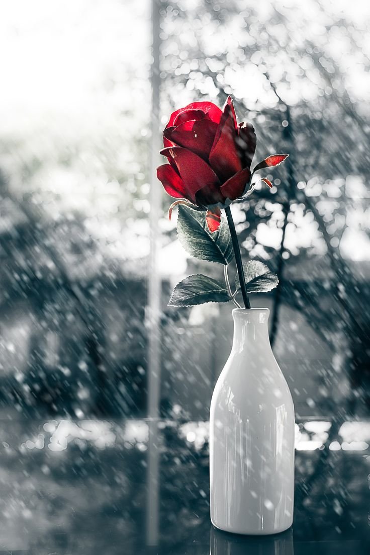 Роза под дождем картинки