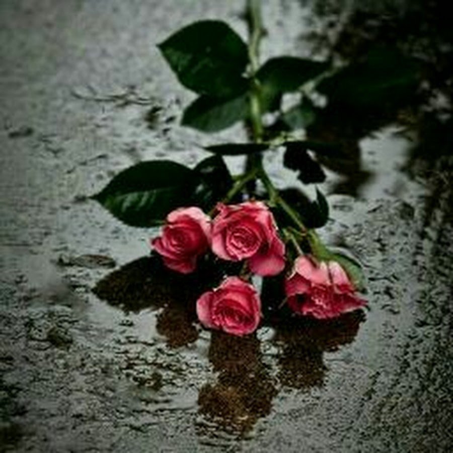 Желтая роза под дождем