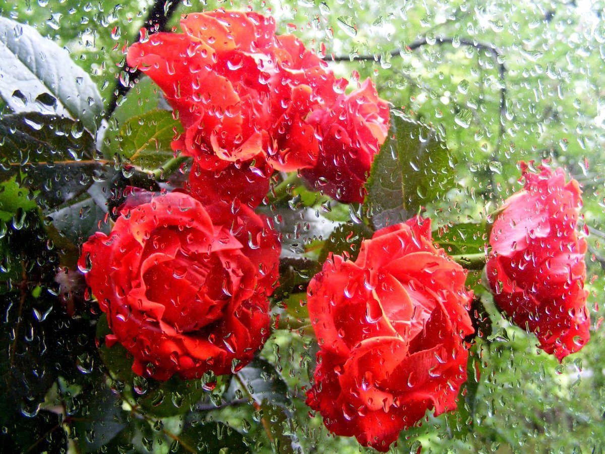 Роза на асфальте