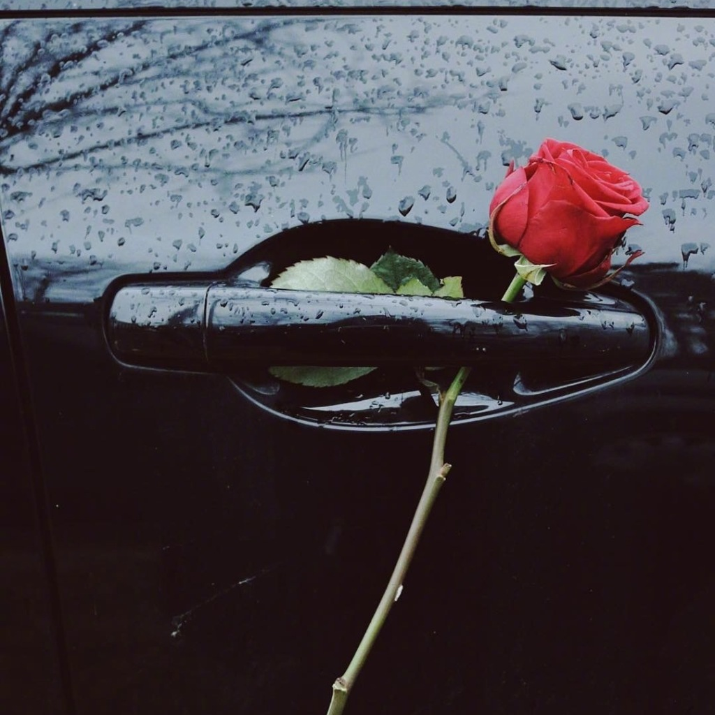 Цветы под дождем