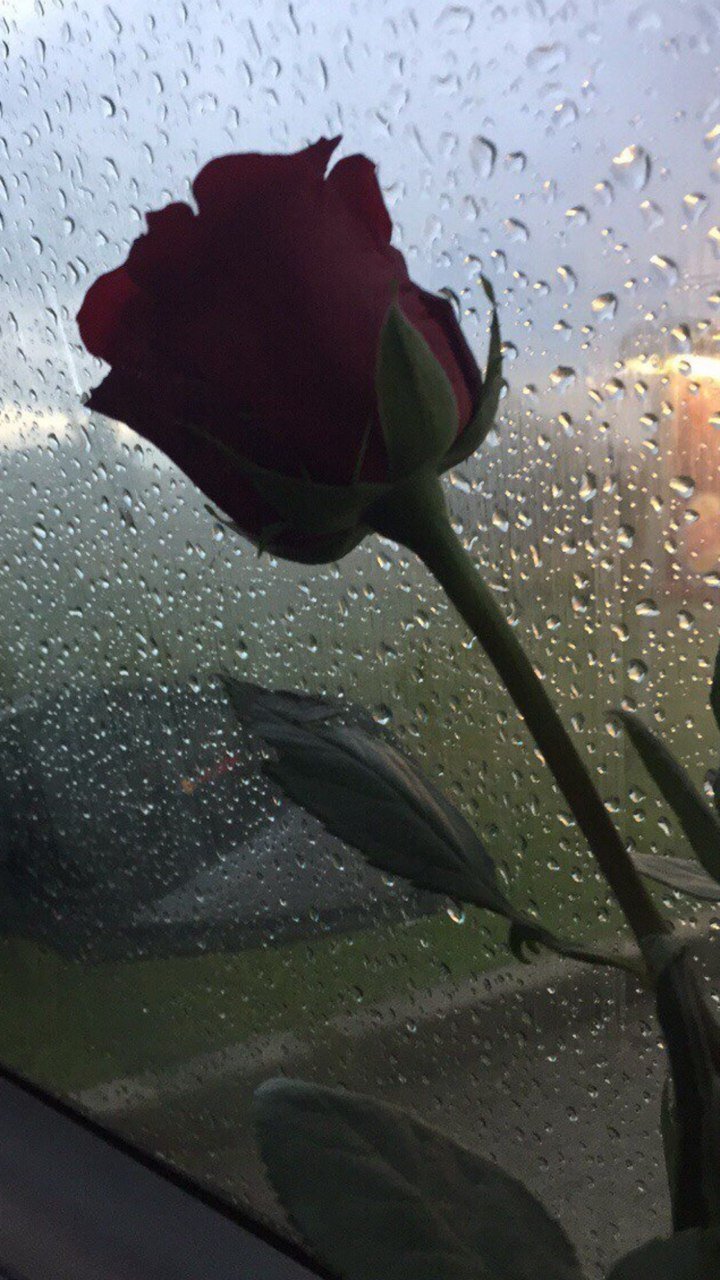 Картинки розы под дождем