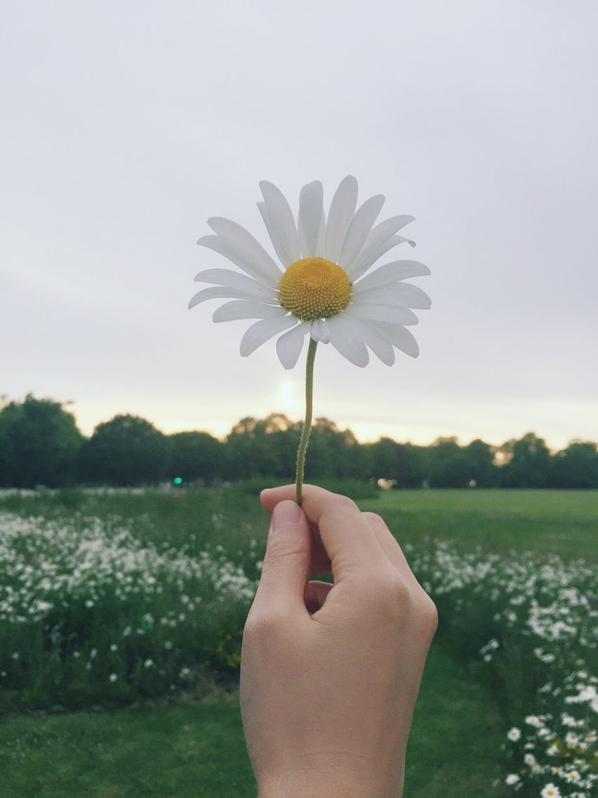 Ромашки в руках