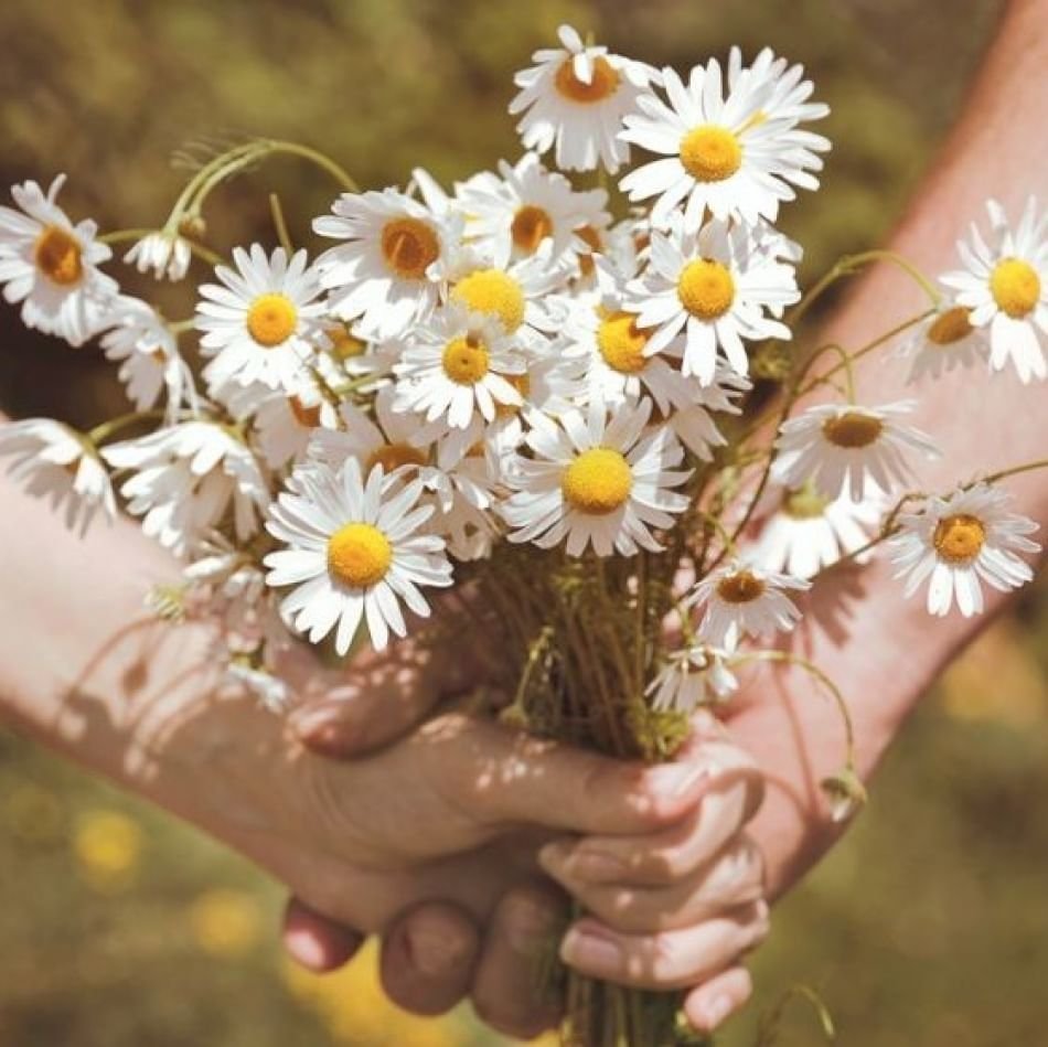 Ромашки в руках